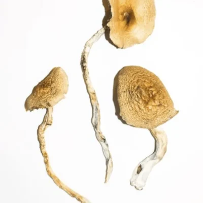Golden teacher mushroom with iconic golden caps
